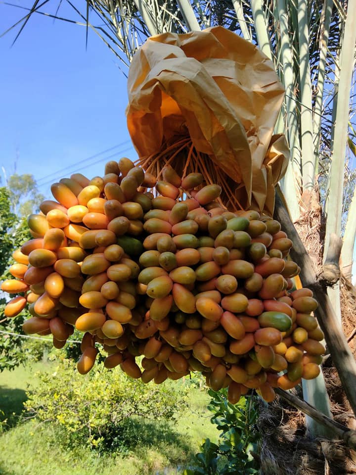 ที่ดินนครนายก บ้านสวนผลไม้ พื้นที่ 1 ไร่ 1 งาน ติดคลองส่งน้ำ ปลูกผลไม้หลากหลาย อ.ปากพลี จ.นครนายก