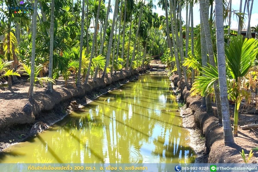 📣 ขายด่วน! ที่ดินเมืองแปดริ้วบรรยากาศสวน 200 ตรว. บรรยากาศดีมาก เหมาะทั้งทำการเกษตร สร้างบ้านอาศัย ต.บางตีนเป็ด อ.เมือง จ.ฉะเชิงเทรา The Best ! | โทร. 085-992-9228