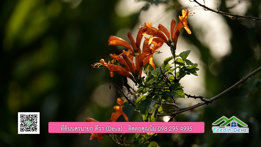 บ้านสวนผลไม้ สามารถเก็บผลผลิตได้เลย พื้นที่ 2 ไร่ 1 งาน อ.ปากพลี จ.นครนายก