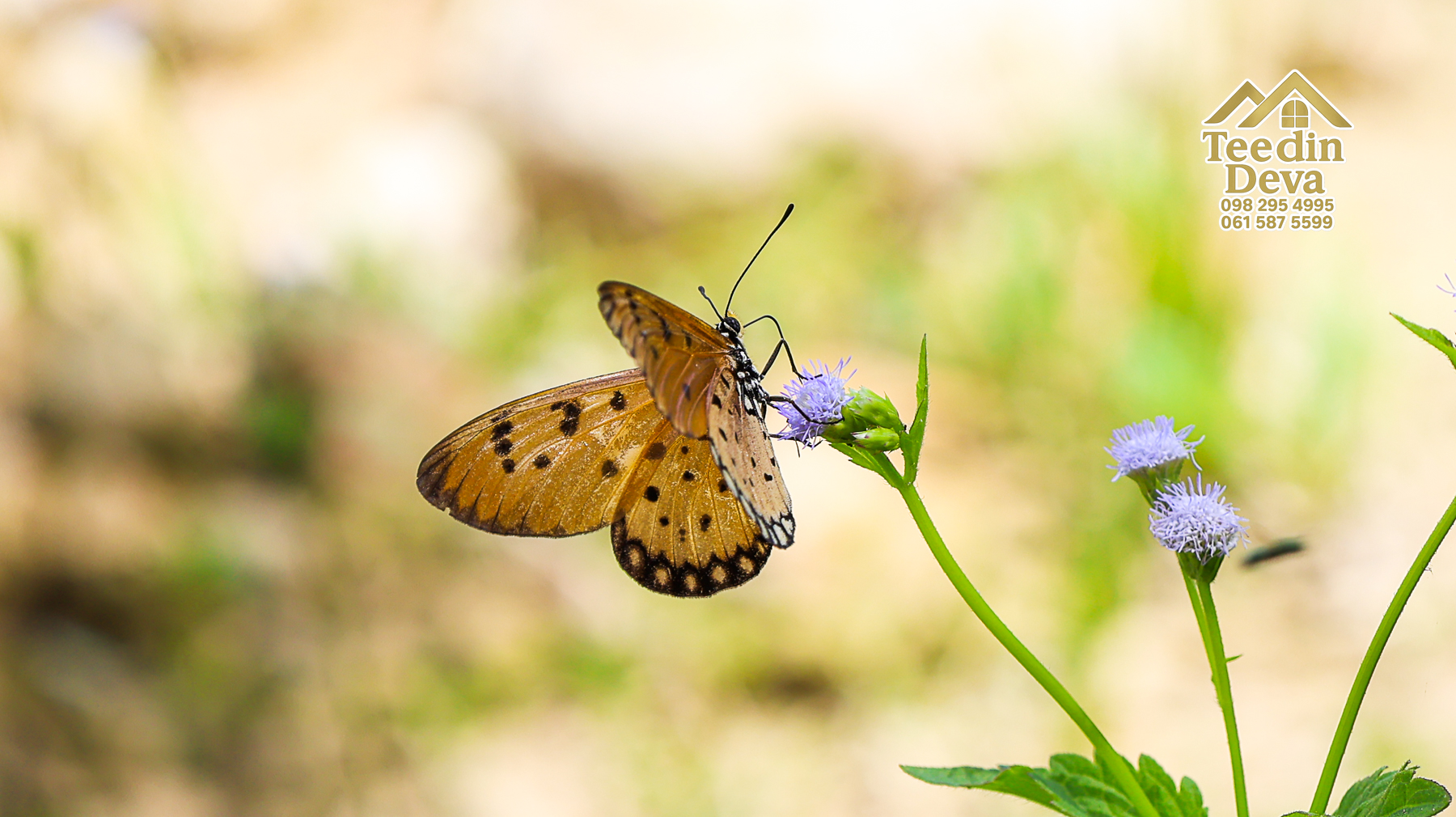 🌤 วิวภูเขาโอบล้อม ความสงบโอบใจ... ที่ดินสวนผลไม้ 120 ตร.ว. ต.หินตั้ง อ.เมือง จ.นครนายก 💛