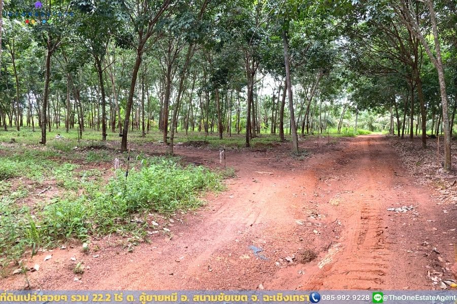 📣 ที่ดินสวย 22.2 ไร่ แปลงยาวสวย ซื้อเก็บลงทุนยาว ปลูกบ้าน ทำการเกษตร ทำสวน เลี้ยงปลาดีมาก ต.คู้ยายหมี อ.สนามชัยเขต จ.ฉะเชิงเทรา The Best ! | โทร. 085-992-9228