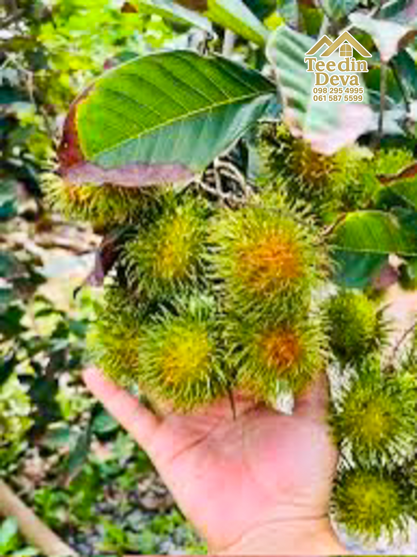 🌿 สวนผลไม้ในฝัน ใกล้เขื่อนขุนด่านปราการชล — 1 ไร่ 12 ตรว. ต.หินตั้ง อ.เมือง จ.นครนายก 🌿