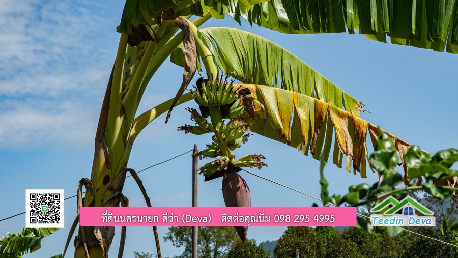 (ติดจอง) ที่ดินนครนายก บ้านสวน พร้อมที่ดิน ขนาด 1 ไร่ 1 งาน วิวภูเขาสวย อยู่ใกล้เขื่อนขุนด่านปราการชล