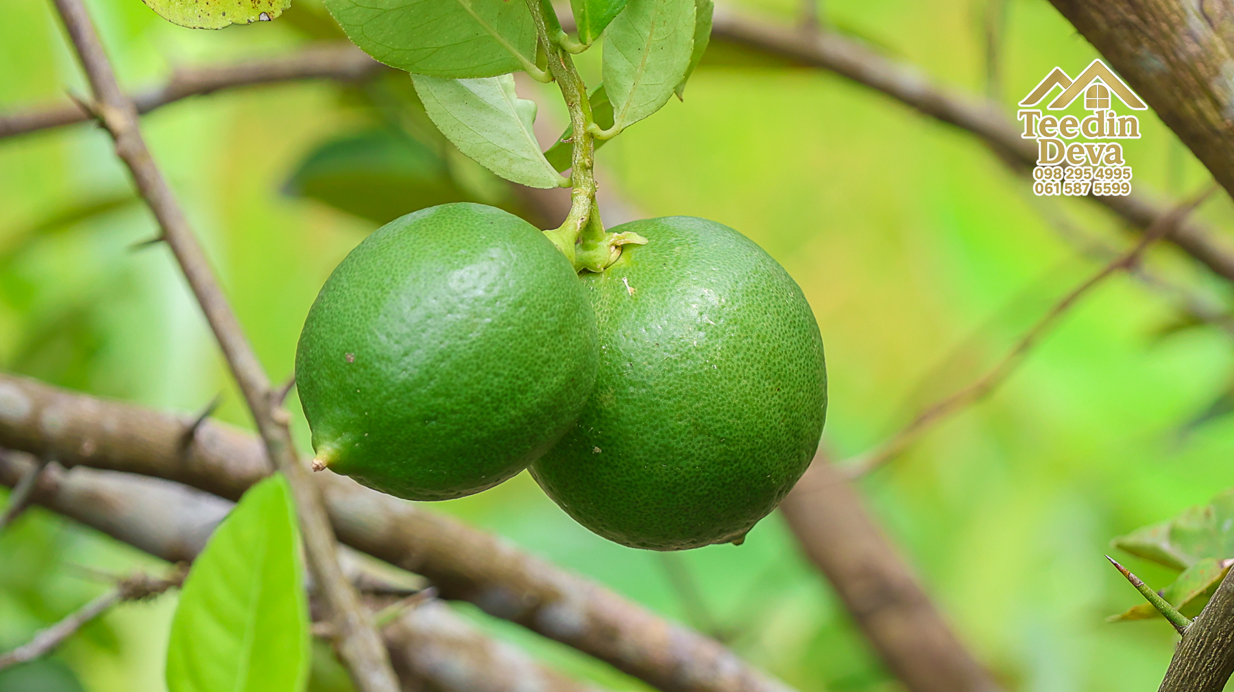 🏡 บ้านพร้อมที่ดินวิวภูเขา 1 ไร่ 3 งาน 45 ตรว. – ต.เขาพระ อ.เมือง จ.นครนายก 🌿