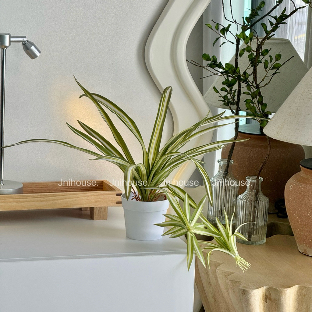 [พร้อมส่ง] Jnihouse : ต้นวาสนาราชินีกระถางขาว Spider plants (Tree)