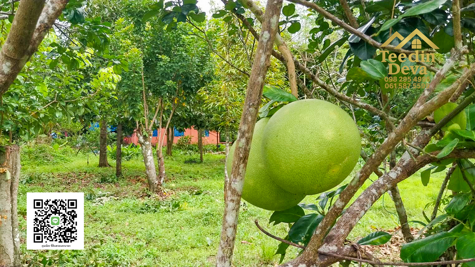 ที่ดินนครนายก สวนผลไม้ ทุเรียน มังคุด พร้อมเก็บเกี่ยว ขนาด 1 ไร่ ต.หินตั้ง อ.เมือง จ.นครนายก