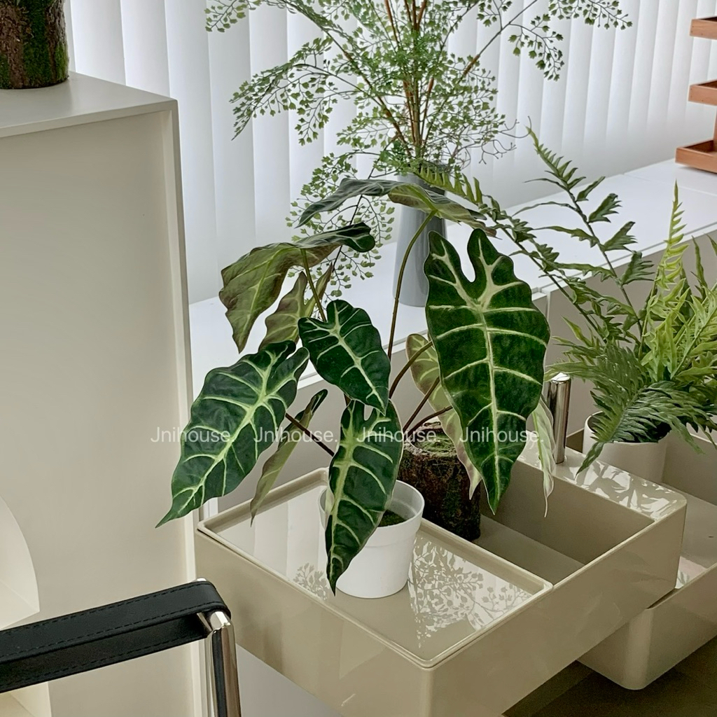 [พร้อมส่ง] Jnihouse : ต้นอโลคาเซีย ซานเดอเรียนาประดิษฐ์