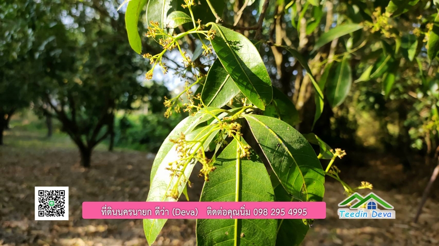 ขายสวนมะยงชิดพันธุ์ทูลเกล้า ขนาด 7 ไร่ ทำเลดีเยี่ยม ติดถนนลาดยาง ต.เขาเพิ่ม อ.บ้านนา จ.นครนายก