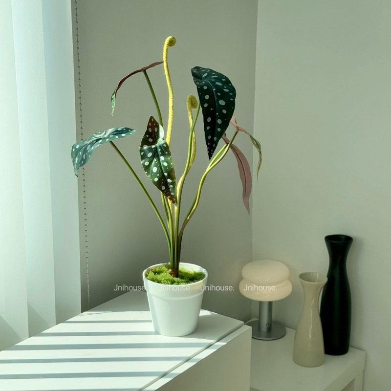 [พร้อมส่ง] Jnihouse : ต้นไม้ประดิษฐ์บีโกเนียลายจุด (Artificial Begonia Maculata Tree)