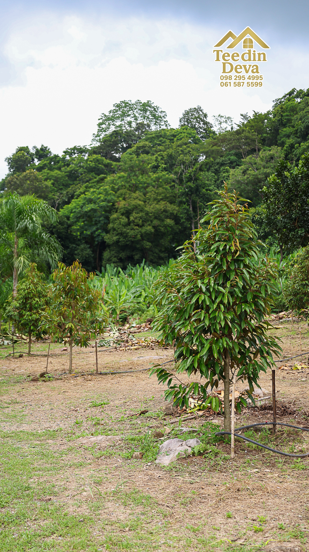 ที่ดินติดภูเขา เนินสวย พร้อมพัฒนารีสอร์ทหรือพูลวิลล่า 1 ไร่ ต.เขาพระ อ.เมือง จ.นครนายก 🏡