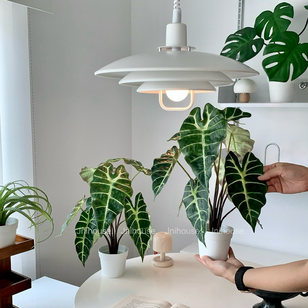 [พร้อมส่ง] Jnihouse : ต้นอโลคาเซีย ซานเดอเรียนาประดิษฐ์