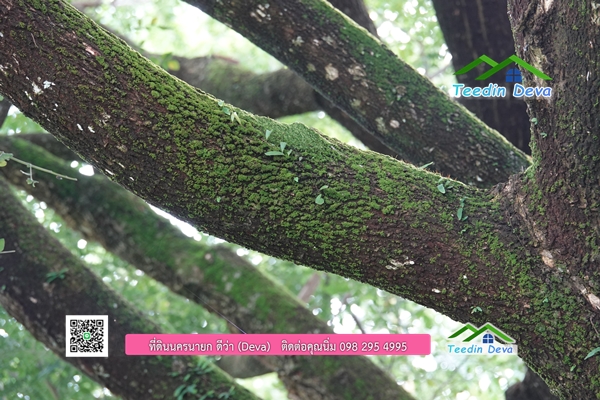 🌳 ที่ดินแปลงสวย 1 ไร่ 21 ตร.ว ใกล้กับแม่น้ำนครนายก บรรยากาศดี ร่มรื่น มีต้นไม้ใหญ่ในแปลง โฉนดครุฑแดง