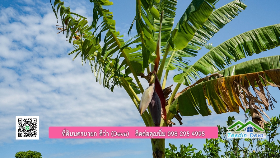 (ติดจอง) ที่ดินนครนายก บ้านสวน พร้อมที่ดิน ขนาด 1 ไร่ 1 งาน วิวภูเขาสวย อยู่ใกล้เขื่อนขุนด่านปราการชล