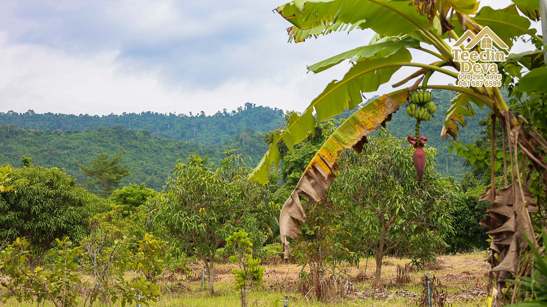 🌤 วิวภูเขาโอบล้อม ความสงบโอบใจ... ที่ดินสวนผลไม้ 120 ตร.ว. ต.หินตั้ง อ.เมือง จ.นครนายก 💛