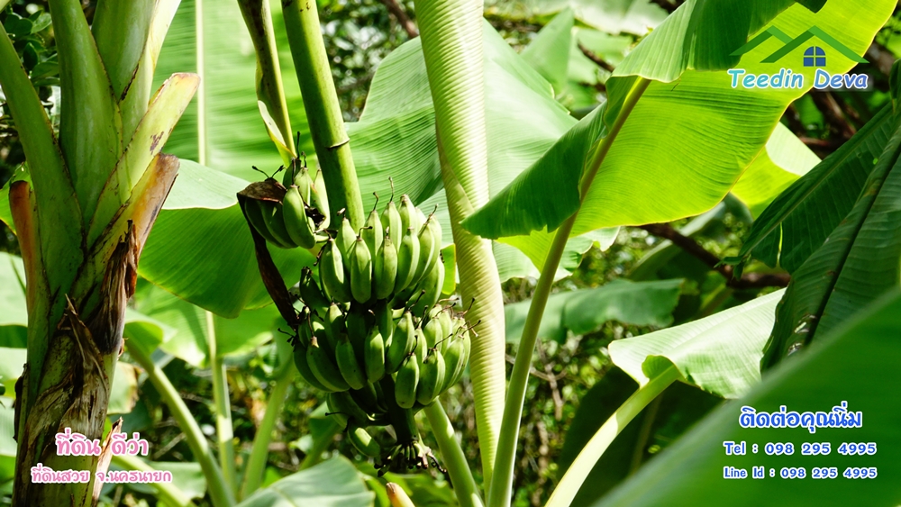 ที่ดินนครนายก สวนผลไม้ 2 ไร่ มีต้นพะยูง ต้นสักทอง ทุเรียน กาแฟ อยู่ใกล้เขื่อนขุนด่าน ต.สาริกา อ.เมือง จ.นครนายก
