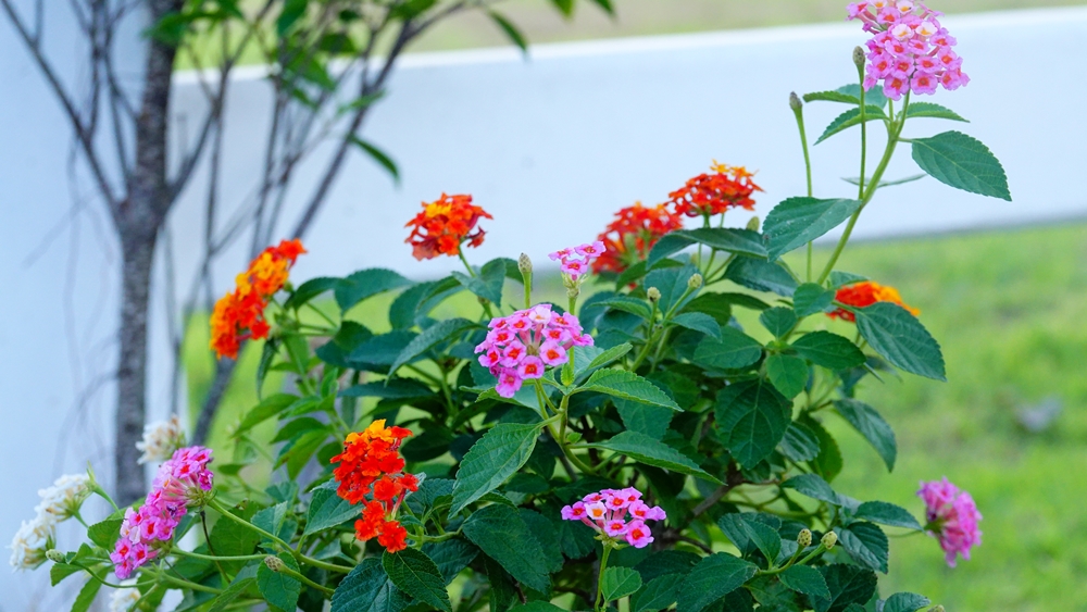 ที่ดินนครนายก โครงการ mountain 6