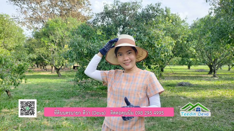 ขายสวนมะยงชิดพันธุ์ทูลเกล้า ขนาด 7 ไร่ ทำเลดีเยี่ยม ติดถนนลาดยาง ต.เขาเพิ่ม อ.บ้านนา จ.นครนายก
