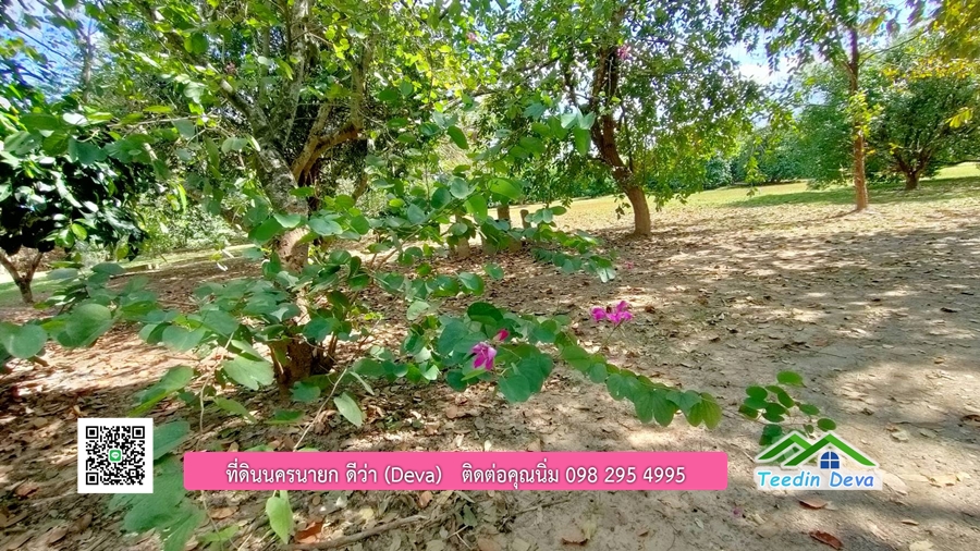 บ้านสวนผลไม้ ใกล้กับแหล่งท่องเที่ยว เจ้าของปลูกมะยงชิด ส้มโอ ต้นกฤษณา 20 ไร่ อยู่ติดถนนสายท่องเที่ยว สาริกา-นางรอง ต.สาริกา อ.เมือง จ.นครนายก