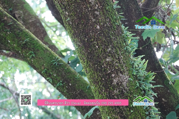 🌳 ที่ดินแปลงสวย 1 ไร่ 21 ตร.ว ใกล้กับแม่น้ำนครนายก บรรยากาศดี ร่มรื่น มีต้นไม้ใหญ่ในแปลง โฉนดครุฑแดง