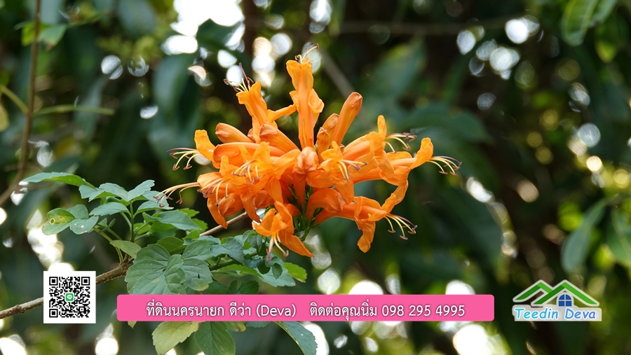 บ้านสวนผลไม้ สามารถเก็บผลผลิตได้เลย พื้นที่ 2 ไร่ 1 งาน อ.ปากพลี จ.นครนายก