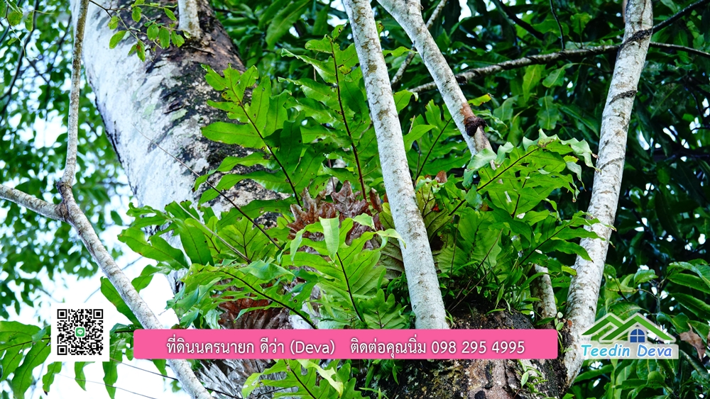 (ðī āļāļīāļāļāļēāļĢāļāļēāļĒ) āļāļĩāđāļāļīāļāļāļāļĢāļāļēāļĒāļ āļāļīāļāļĨāļģāļāļēāļĢ āļāļĨāļđāļāļāļĨāđāļĄāđ 8 āđāļĢāđ 2 āļāļēāļ āļ.āļŠāļēāļĢāļīāļāļē āļ.āđāļĄāļ·āļāļ āļ.āļāļāļĢāļāļēāļĒāļ