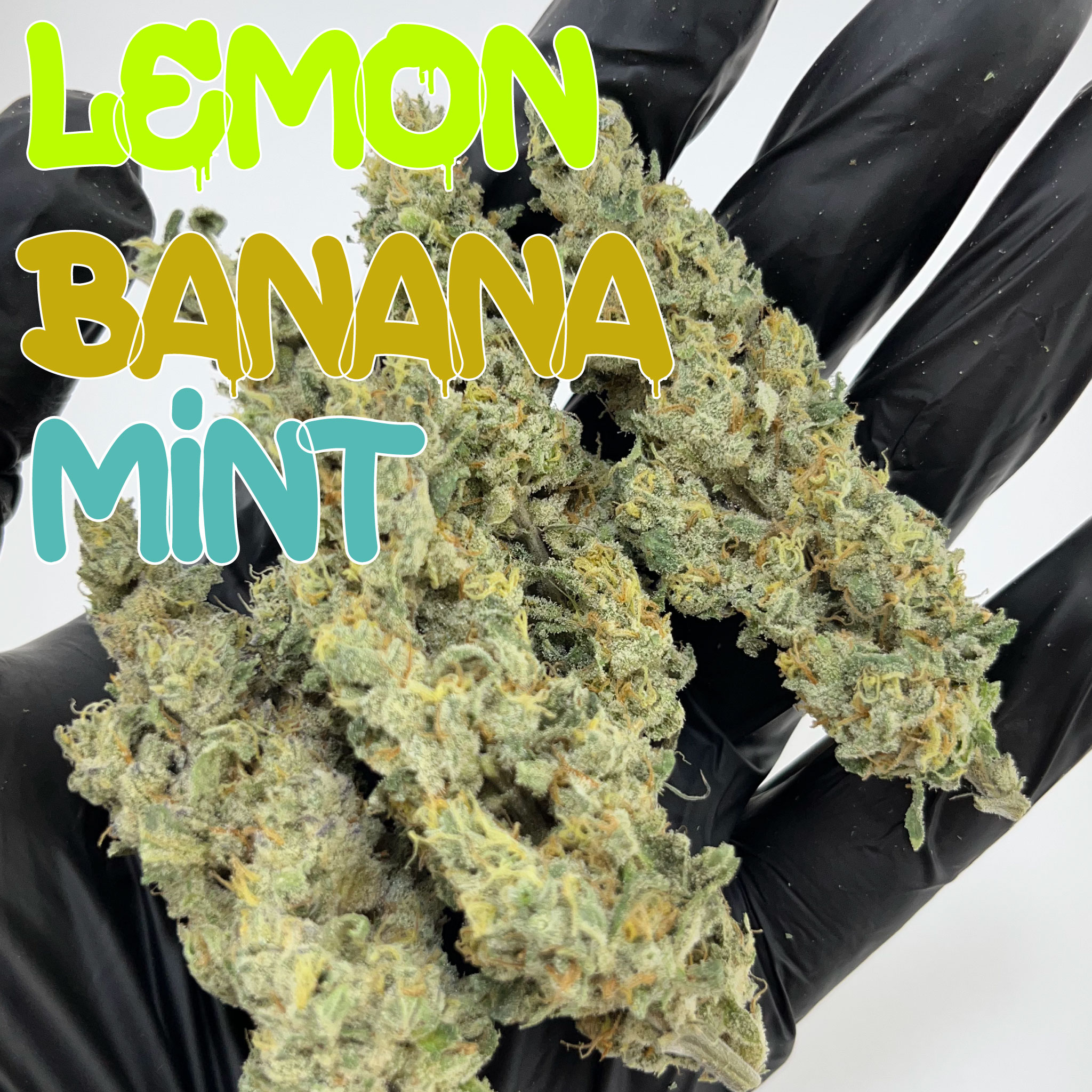 Lemon Banana Mint (In Door)