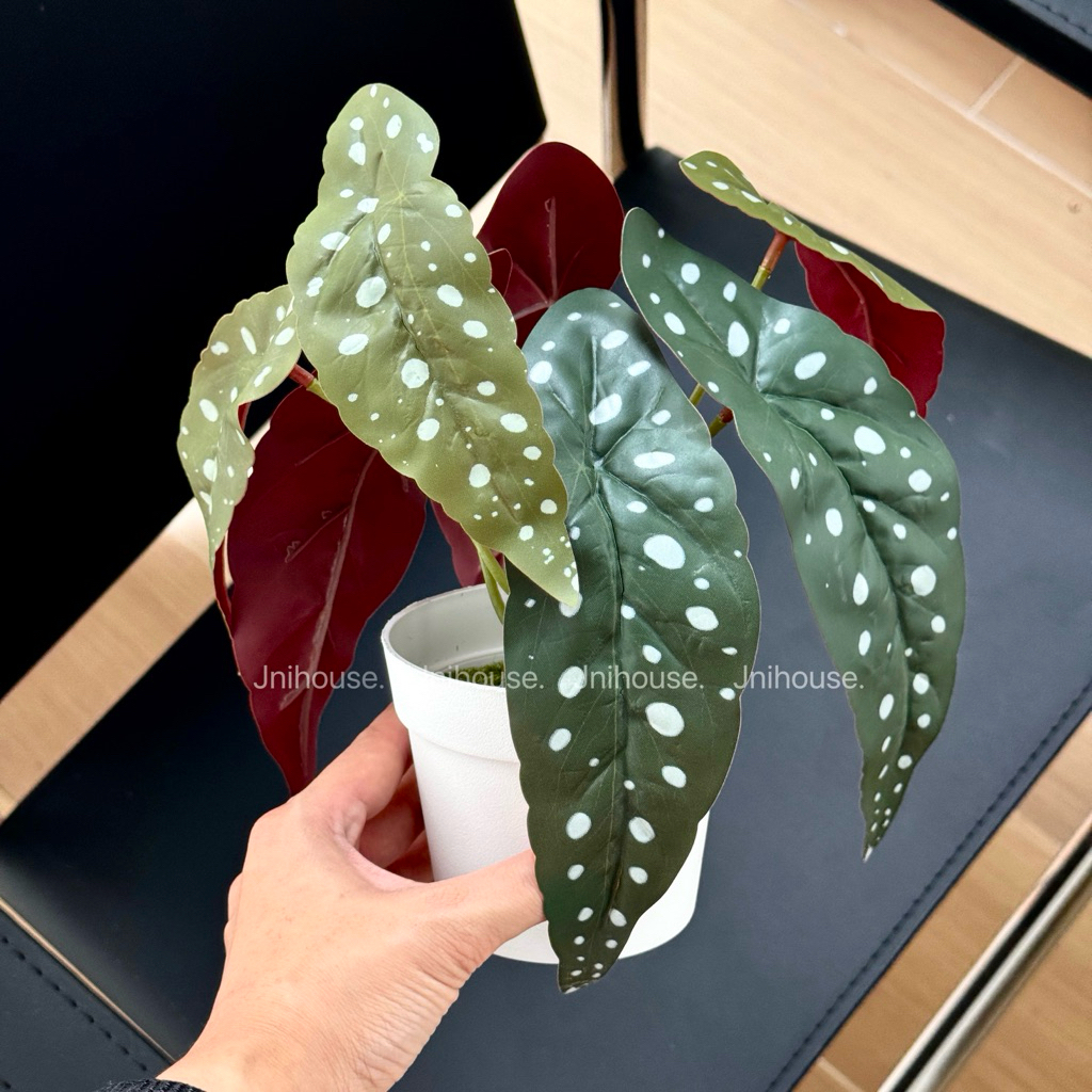 [พร้อมส่ง] Jnihouse : ต้นบีโกเนียประดิษฐ์เล็กกระถางขาว (Tree)