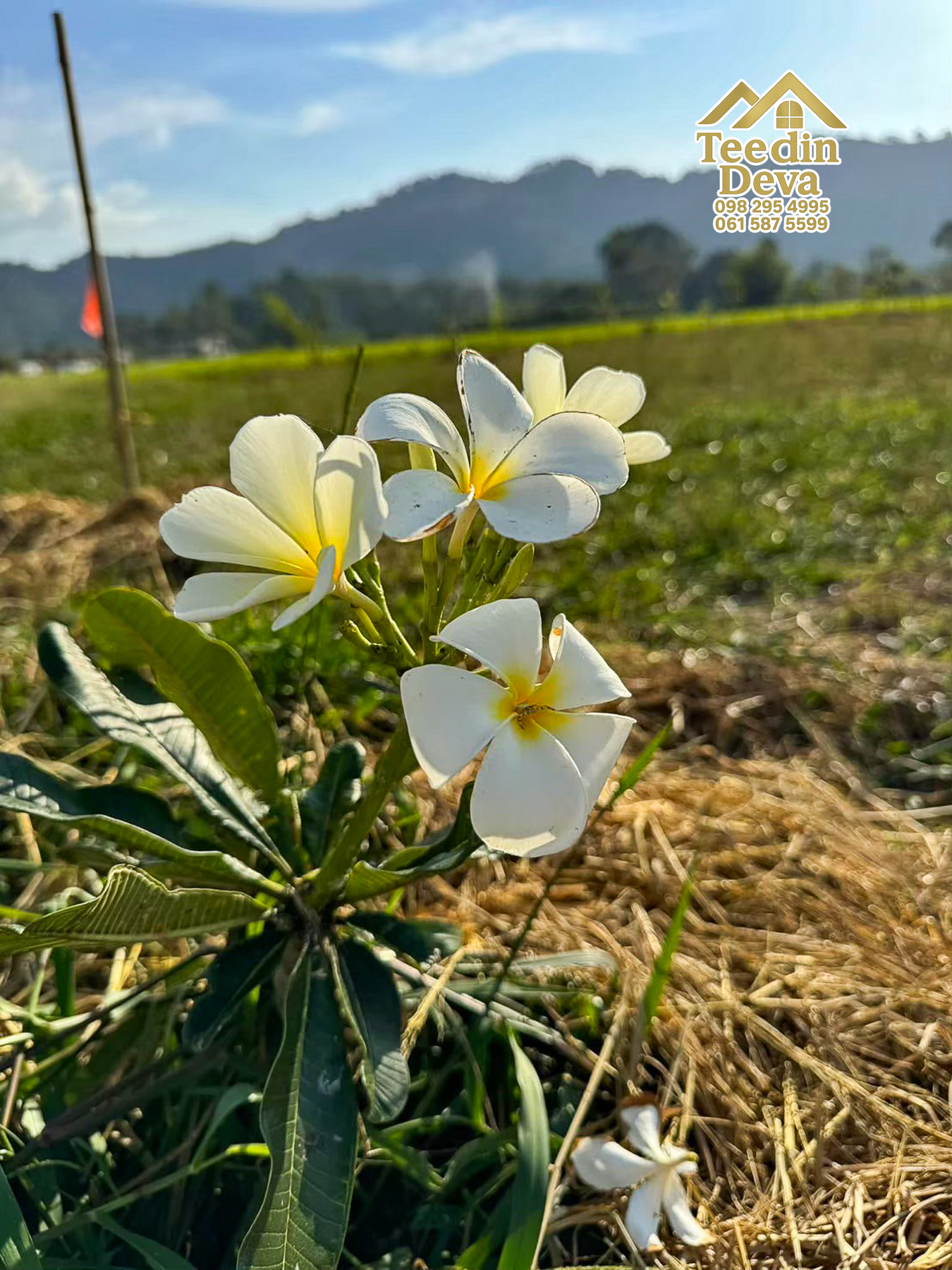 🏞️ ที่ดินวิวภูเขา จุดเริ่มต้นของบ้านในฝัน เนื้อที่ 300 ตารางวา ต.เขาพระ อ.เมือง จ.นครนายก