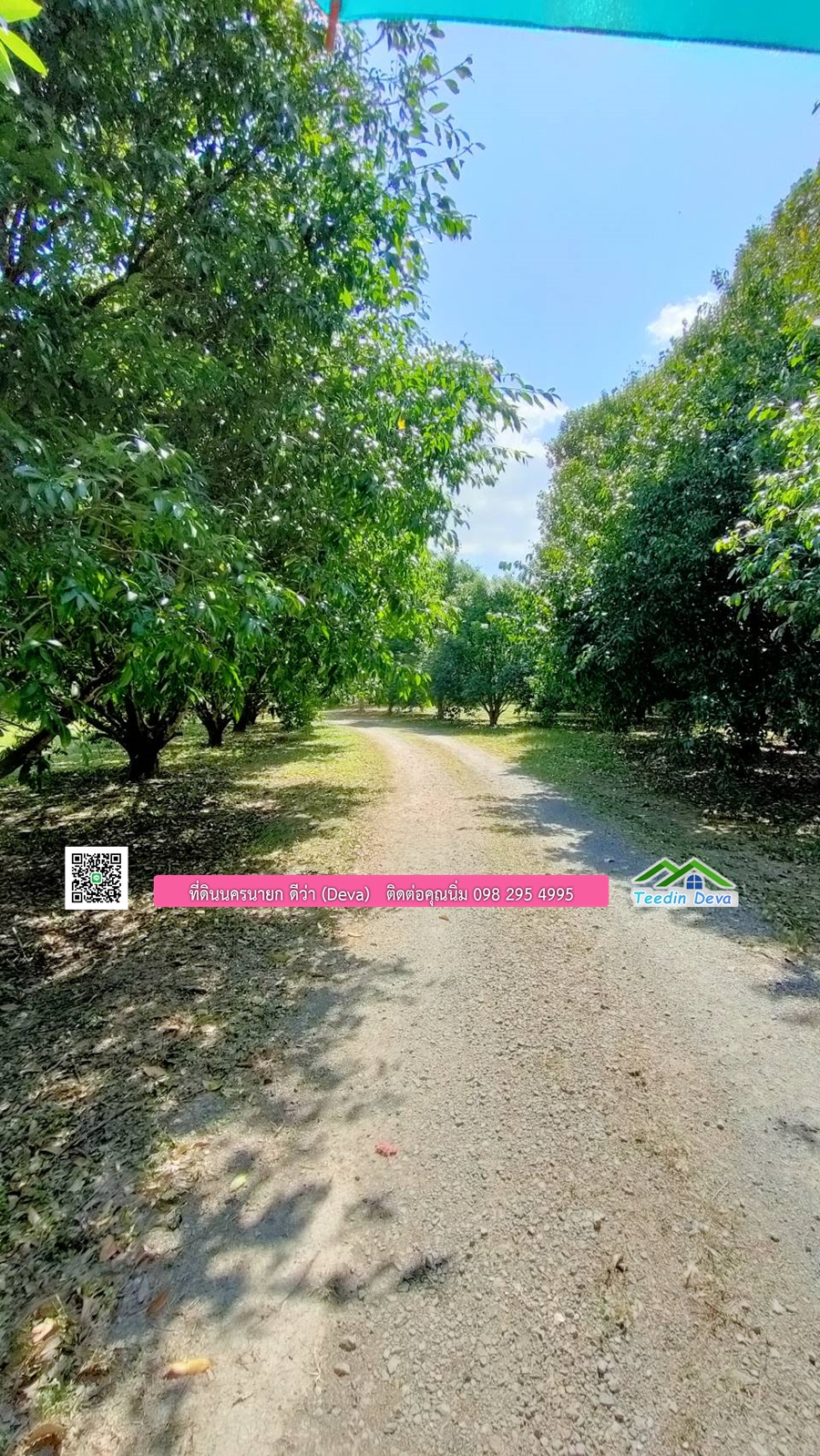 บ้านสวนผลไม้ ใกล้กับแหล่งท่องเที่ยว เจ้าของปลูกมะยงชิด ส้มโอ ต้นกฤษณา 20 ไร่ อยู่ติดถนนสายท่องเที่ยว สาริกา-นางรอง ต.สาริกา อ.เมือง จ.นครนายก