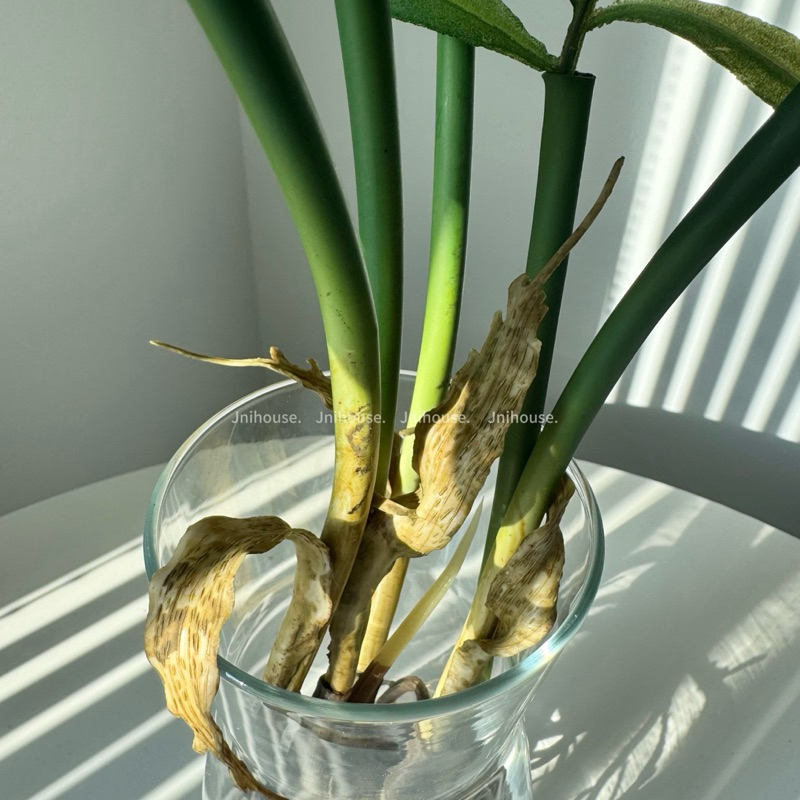 [พร้อมส่ง] Jnihouse : Parlor palm (ปาล์มไผ่) กิ่งไม้ประดิษฐ์ (Tree)