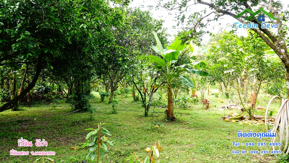 ที่ดินนครนายก สวนผลไม้ 2 ไร่ มีต้นพะยูง ต้นสักทอง ทุเรียน กาแฟ อยู่ใกล้เขื่อนขุนด่าน ต.สาริกา อ.เมือง จ.นครนายก