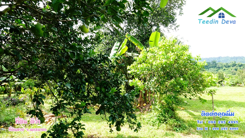 ที่ดินนครนายก สวนผลไม้ 2 ไร่ มีต้นพะยูง ต้นสักทอง ทุเรียน กาแฟ อยู่ใกล้เขื่อนขุนด่าน ต.สาริกา อ.เมือง จ.นครนายก