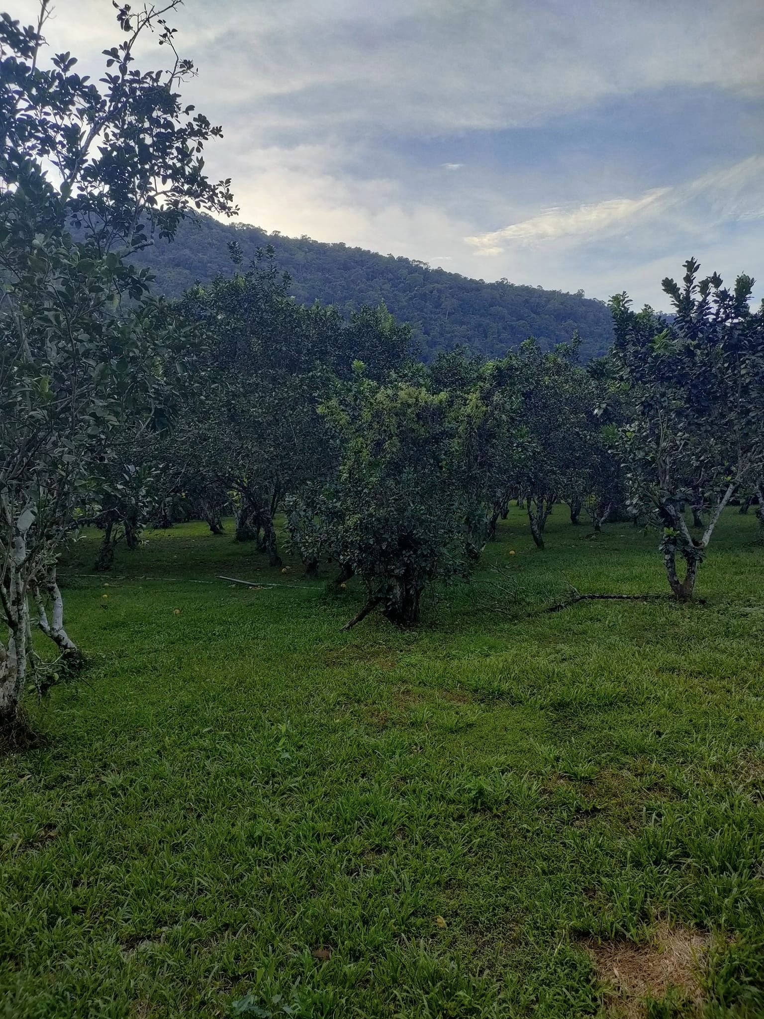 ที่ดินนครนายก ติดลำธารสวย บรรยากาศดีมากๆ วิวภูเขาล้อมพาโนราม่า ต.สาริกา อ.เมือง จ.นครนายก โฉนดครุฑแดง