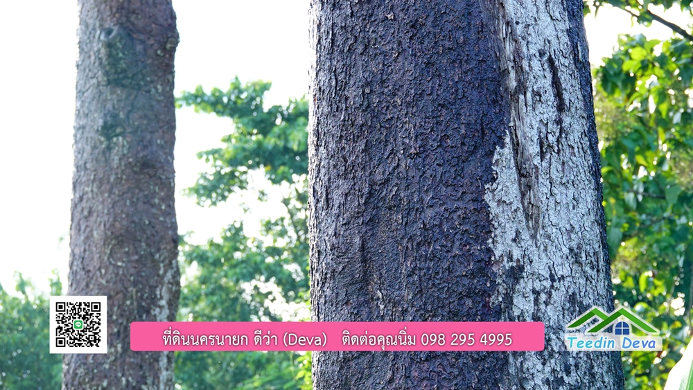 (ðī āļāļīāļāļāļēāļĢāļāļēāļĒ) āļāļĩāđāļāļīāļāļāļāļĢāļāļēāļĒāļ āļāļīāļāļĨāļģāļāļēāļĢ āļāļĨāļđāļāļāļĨāđāļĄāđ 8 āđāļĢāđ 2 āļāļēāļ āļ.āļŠāļēāļĢāļīāļāļē āļ.āđāļĄāļ·āļāļ āļ.āļāļāļĢāļāļēāļĒāļ