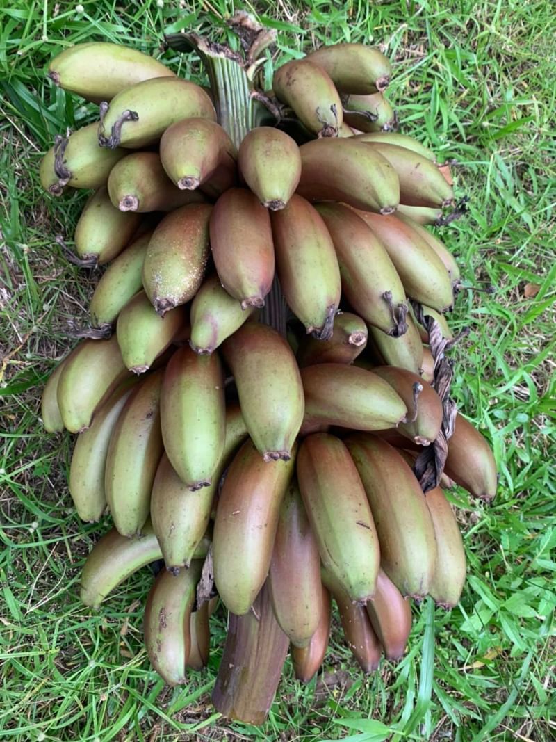 ที่ดินนครนายก บ้านสวนผลไม้ พื้นที่ 1 ไร่ 1 งาน ติดคลองส่งน้ำ ปลูกผลไม้หลากหลาย อ.ปากพลี จ.นครนายก