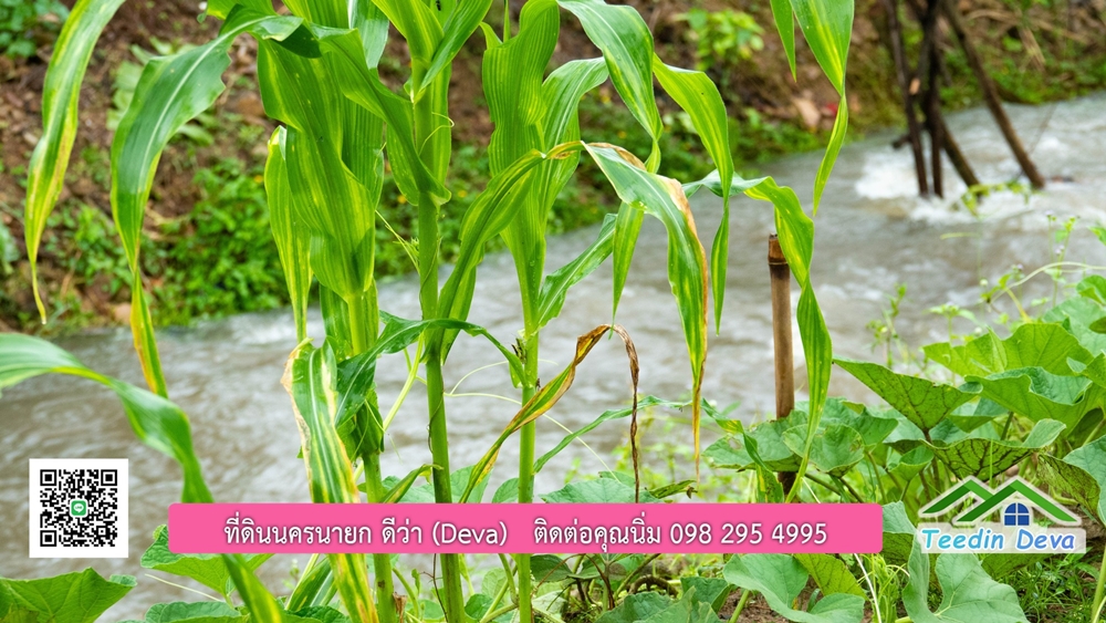 ที่ดินนครนายก สวนผลไม้ขนาดเล็ก 155 ตร.ว. ด้านหลังติดลำธาร