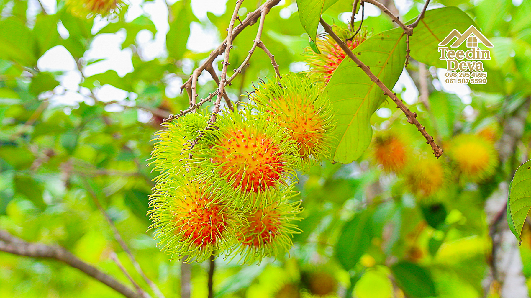 🌤 วิวภูเขาโอบล้อม ความสงบโอบใจ... ที่ดินสวนผลไม้ 120 ตร.ว. ต.หินตั้ง อ.เมือง จ.นครนายก 💛