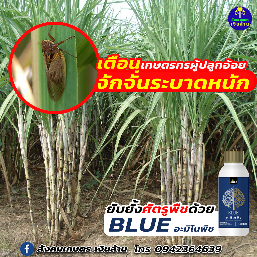 อะมิโนพืช บลู Amino BLUE : จุลินทรีย์ฮอร์โมน สูตรพิเศษ (4tree)