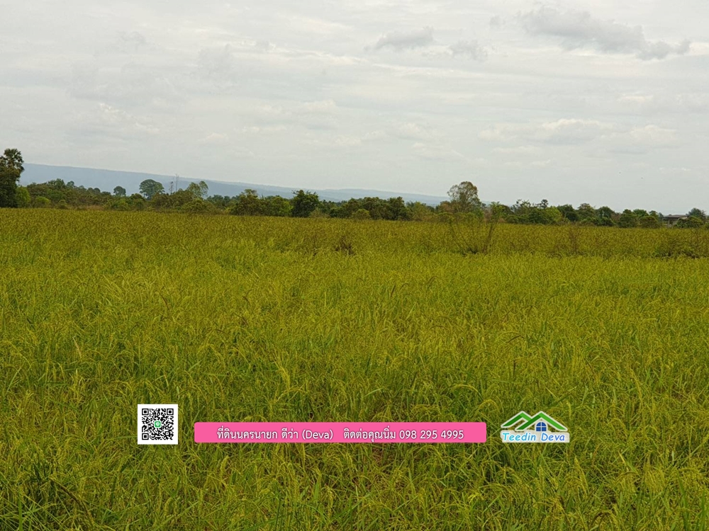 ที่ดินแปลงสวย ราคาถูก เนื้อที่ 33-1-67 ไร่ ราคาไร่ละ 250,000 บาท การเดินทางสะดวก อยู่ใกล้จุดชมนกเหยี่ยวหูดำ อ.ปากพลี จ.นครนายก
