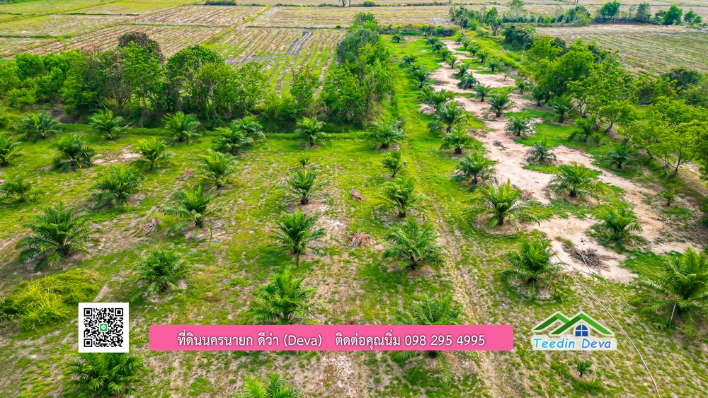 ขายที่ดิน สวนปาล์ม แปลงสวย ทำเลดี เนื้อที่ 11-3-8 ไร่ ให้ผลผลิตแล้ว อ.ปากพลี จ.นครนายก