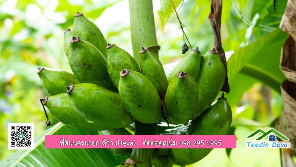 ที่ดินนครนายก สวนผลไม้ขนาดเล็ก 155 ตร.ว. ด้านหลังติดลำธาร