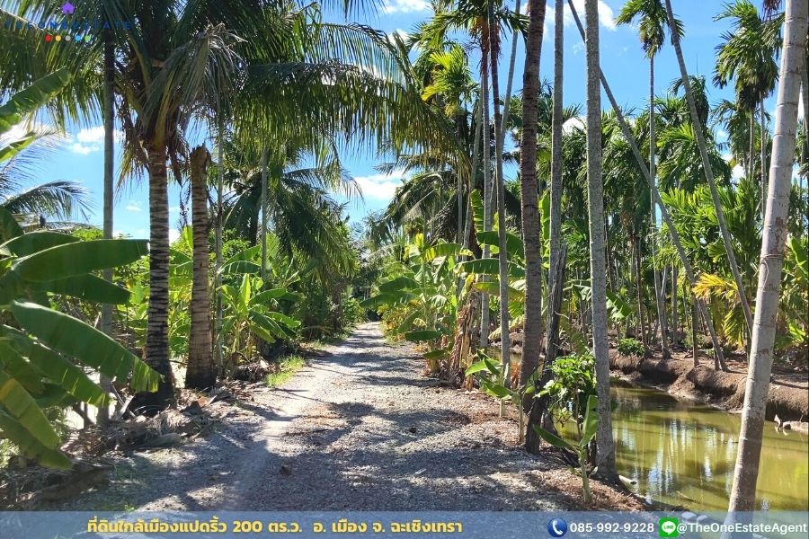 📣 ขายด่วน! ที่ดินเมืองแปดริ้วบรรยากาศสวน 200 ตรว. บรรยากาศดีมาก เหมาะทั้งทำการเกษตร สร้างบ้านอาศัย ต.บางตีนเป็ด อ.เมือง จ.ฉะเชิงเทรา The Best ! | โทร. 085-992-9228