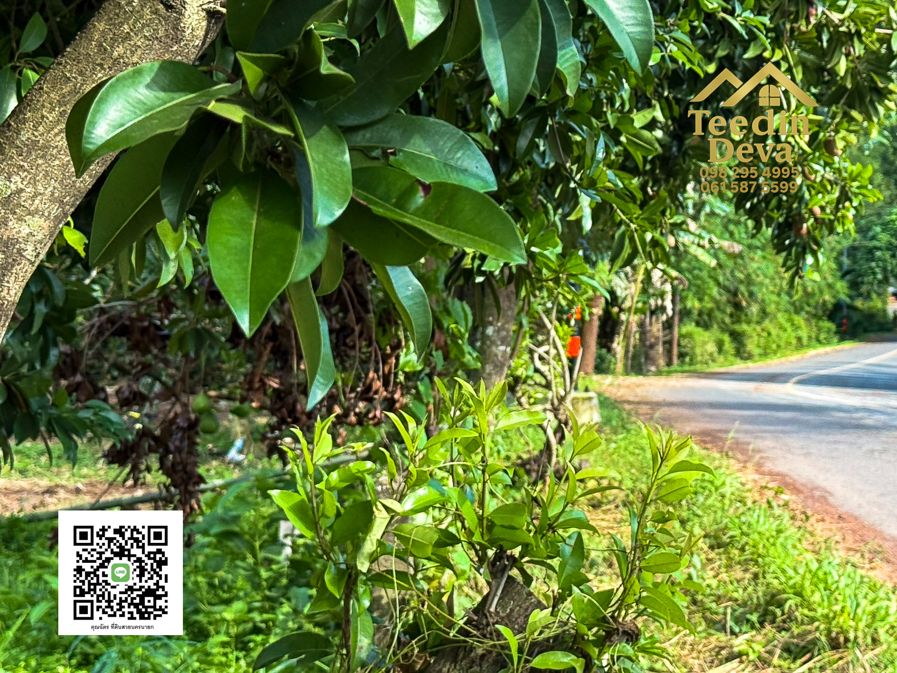 🌄 บ้านสวนผลไม้ในฝันกลางวิวเขาใหญ่ — 2 ไร่ 45 ตรว. ต.นาหินลาด อ.ปากพลี จ.นครนายก 🍃