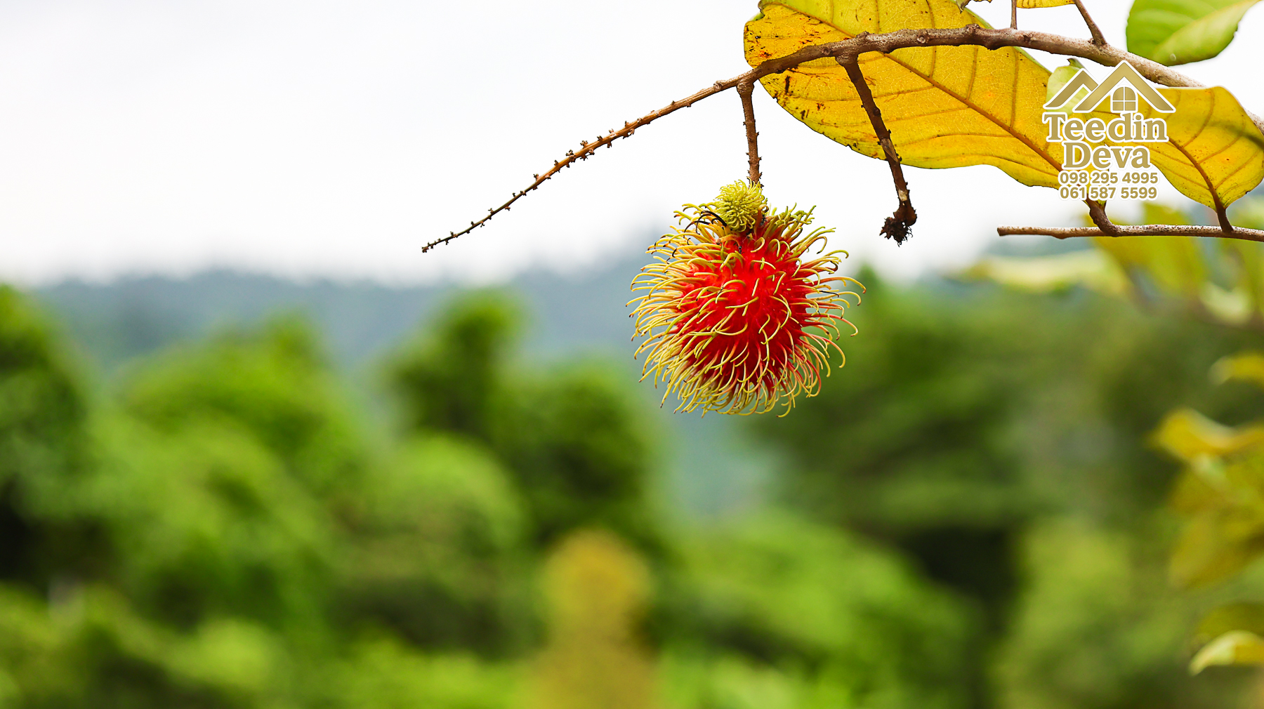 🌤 วิวภูเขาโอบล้อม ความสงบโอบใจ... ที่ดินสวนผลไม้ 120 ตร.ว. ต.หินตั้ง อ.เมือง จ.นครนายก 💛