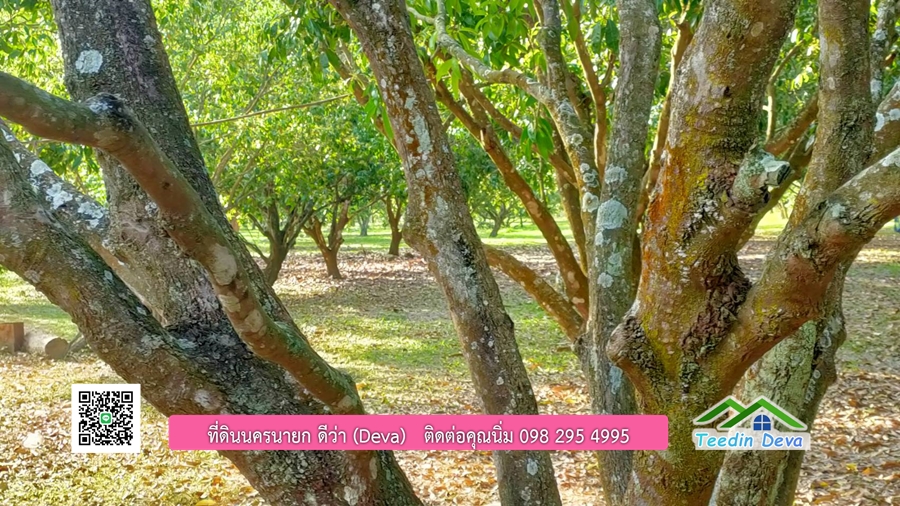 ขายสวนมะยงชิดพันธุ์ทูลเกล้า ขนาด 7 ไร่ ทำเลดีเยี่ยม ติดถนนลาดยาง ต.เขาเพิ่ม อ.บ้านนา จ.นครนายก