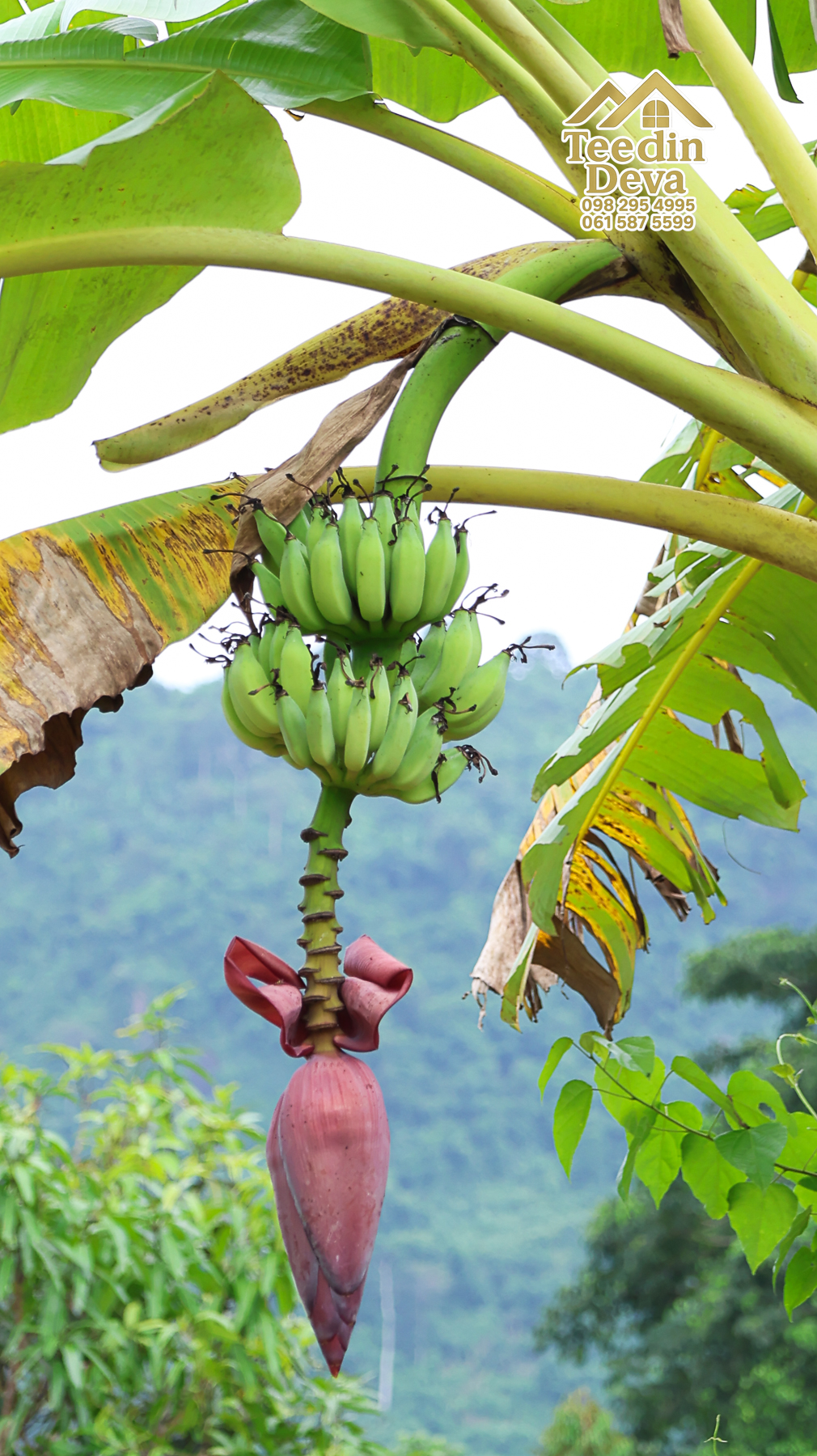 🌤 วิวภูเขาโอบล้อม ความสงบโอบใจ... ที่ดินสวนผลไม้ 120 ตร.ว. ต.หินตั้ง อ.เมือง จ.นครนายก 💛