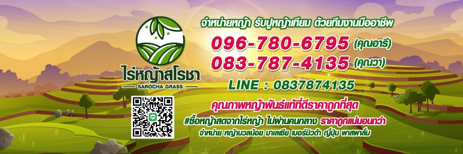 ไร่หญ้าสโรชา จำหน่ายหญ้านวลน้อย หญ้าพาสพาลั่ม หญ้ามาเลเซีย หญ้าญี่ปุ่น หญ้าเบอร์มิวด้า รับปูสนามหญ้าทุกชนิด จัดส่งทั่วประเทศ