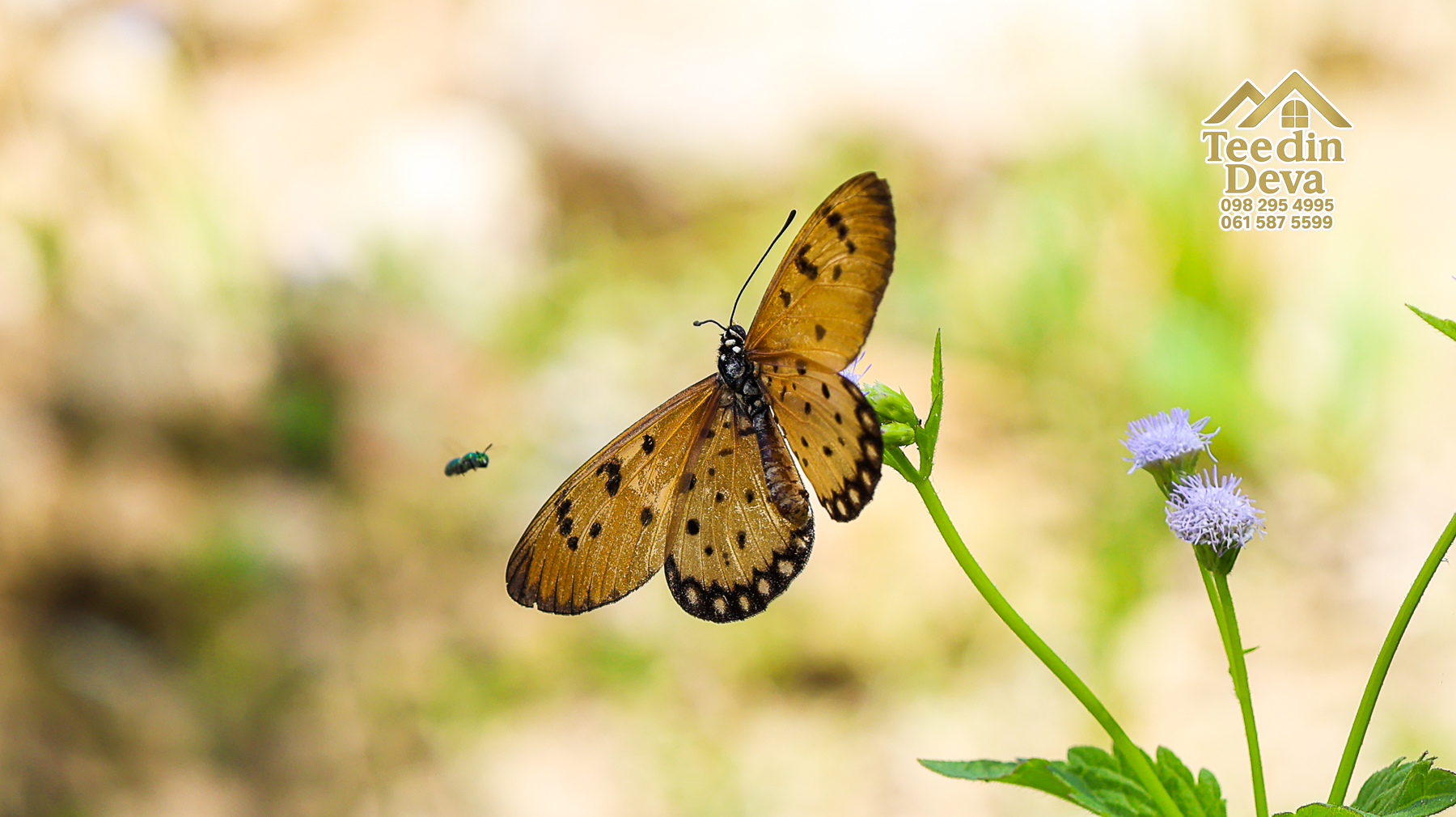 🌤 วิวภูเขาโอบล้อม ความสงบโอบใจ... ที่ดินสวนผลไม้ 120 ตร.ว. ต.หินตั้ง อ.เมือง จ.นครนายก 💛