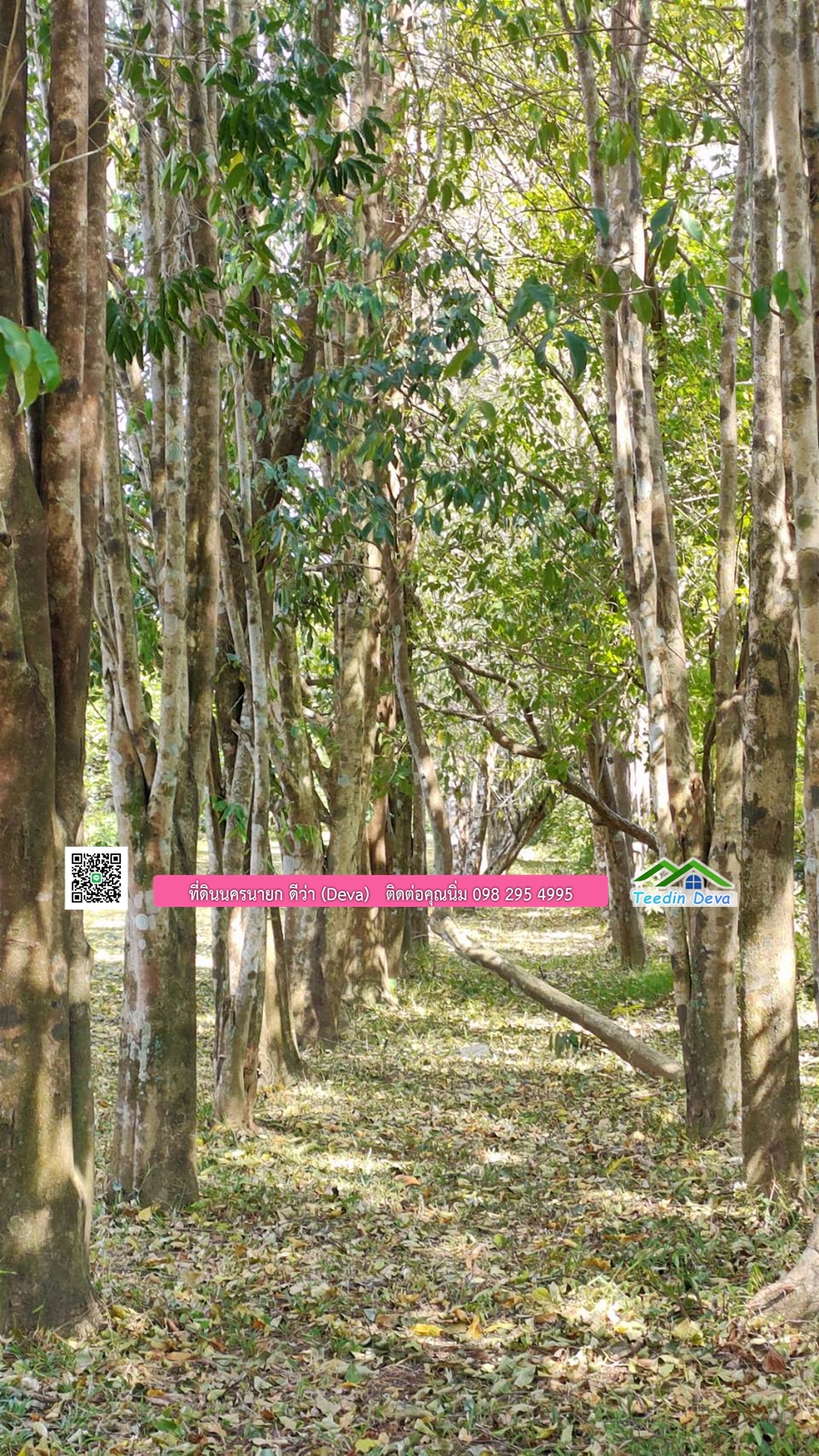 บ้านสวนผลไม้ ใกล้กับแหล่งท่องเที่ยว เจ้าของปลูกมะยงชิด ส้มโอ ต้นกฤษณา 20 ไร่ อยู่ติดถนนสายท่องเที่ยว สาริกา-นางรอง ต.สาริกา อ.เมือง จ.นครนายก