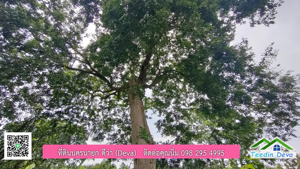 ที่ดินนครนายก สวนผลไม้ 2 ไร่ มีต้นพะยูง ต้นสักทอง ทุเรียน กาแฟ อยู่ใกล้เขื่อนขุนด่าน ต.สาริกา อ.เมือง จ.นครนายก